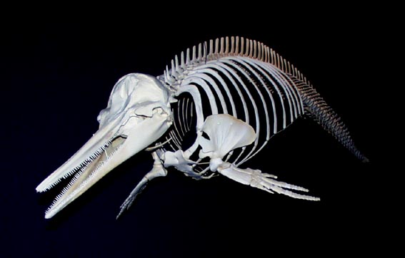 イルカの骨 骨格標本 イルカの骨 標本 【公式通販】