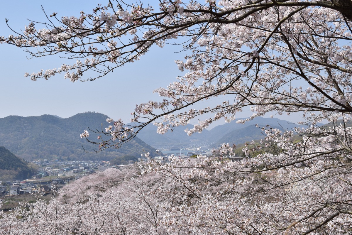 山麓窯の千本桜｜ロケ地｜岡山観光WEB【公式】- 岡山県の観光・旅行