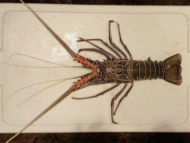 ゴシキエビ | 沖縄海人魚市場