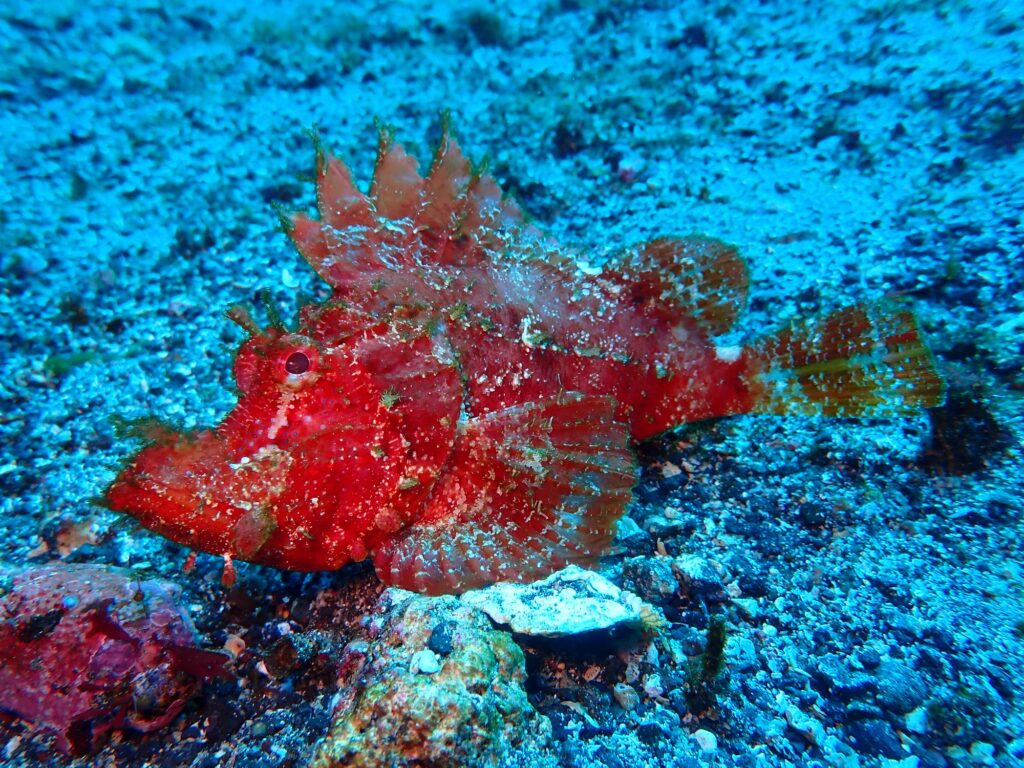 ツノザヤウミウシ来ました！│オレンジフィッシュ｜伊豆大島の