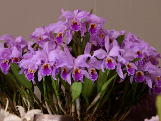 世界らん展日本大賞2004 カトレア原種 Japan Grand Prix