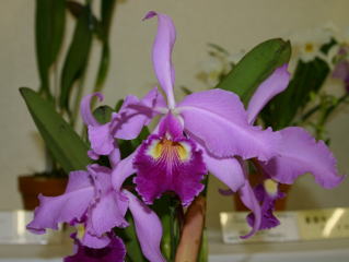 世界のらん展 ワールド・オーキッド・フェア2004 カトレヤ原種