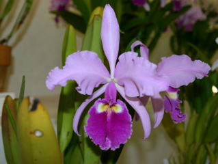 世界のらん展 ワールド・オーキッド・フェア2004 カトレヤ原種