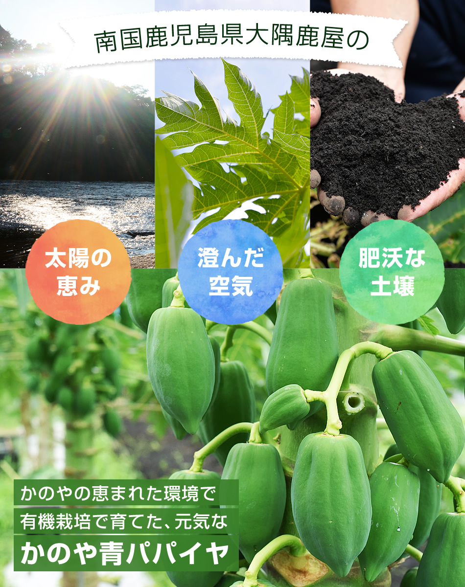 有機JAS認証》かのや青パパイヤ 1kg