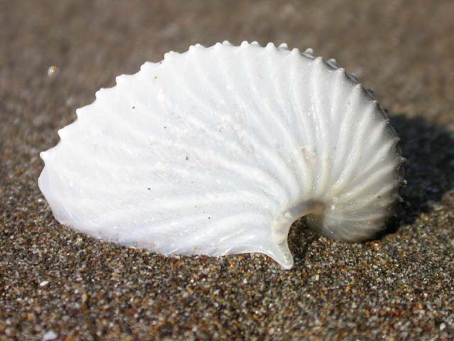 不思議生物アオイガイ、小樽に大量漂着！市博物館で展示！