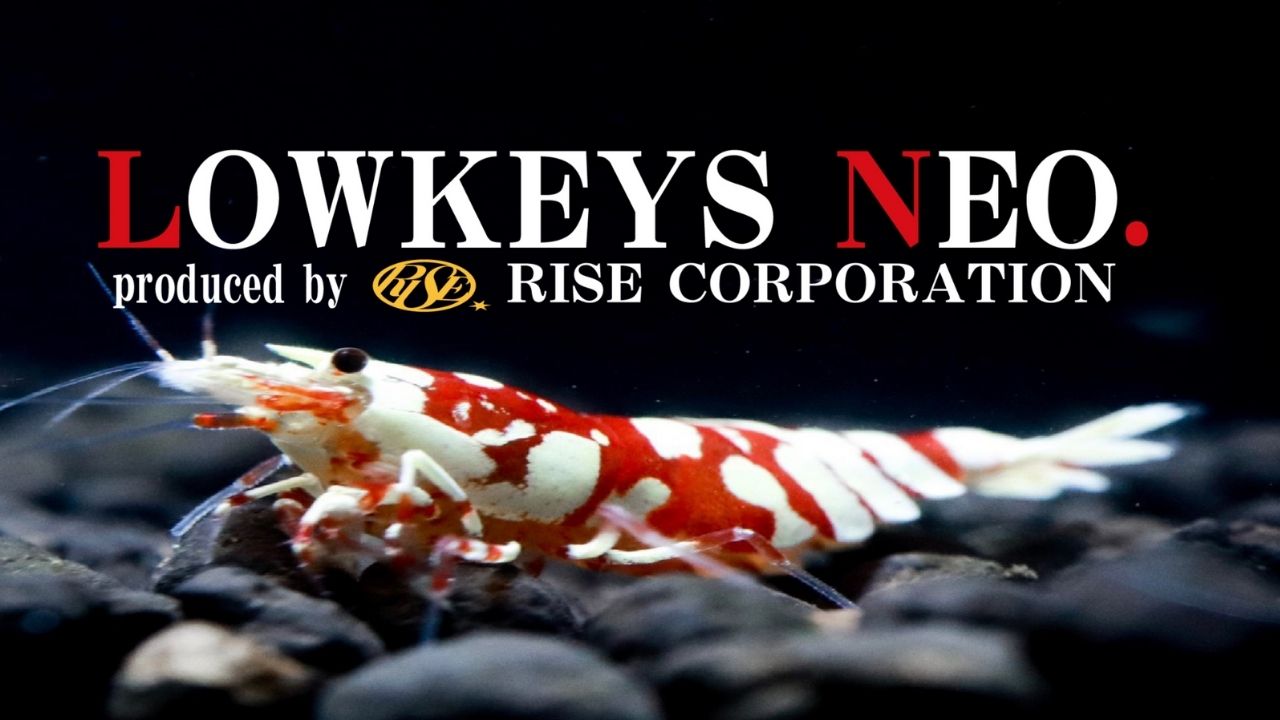 シュリンプ 通販 lowkeysNeo