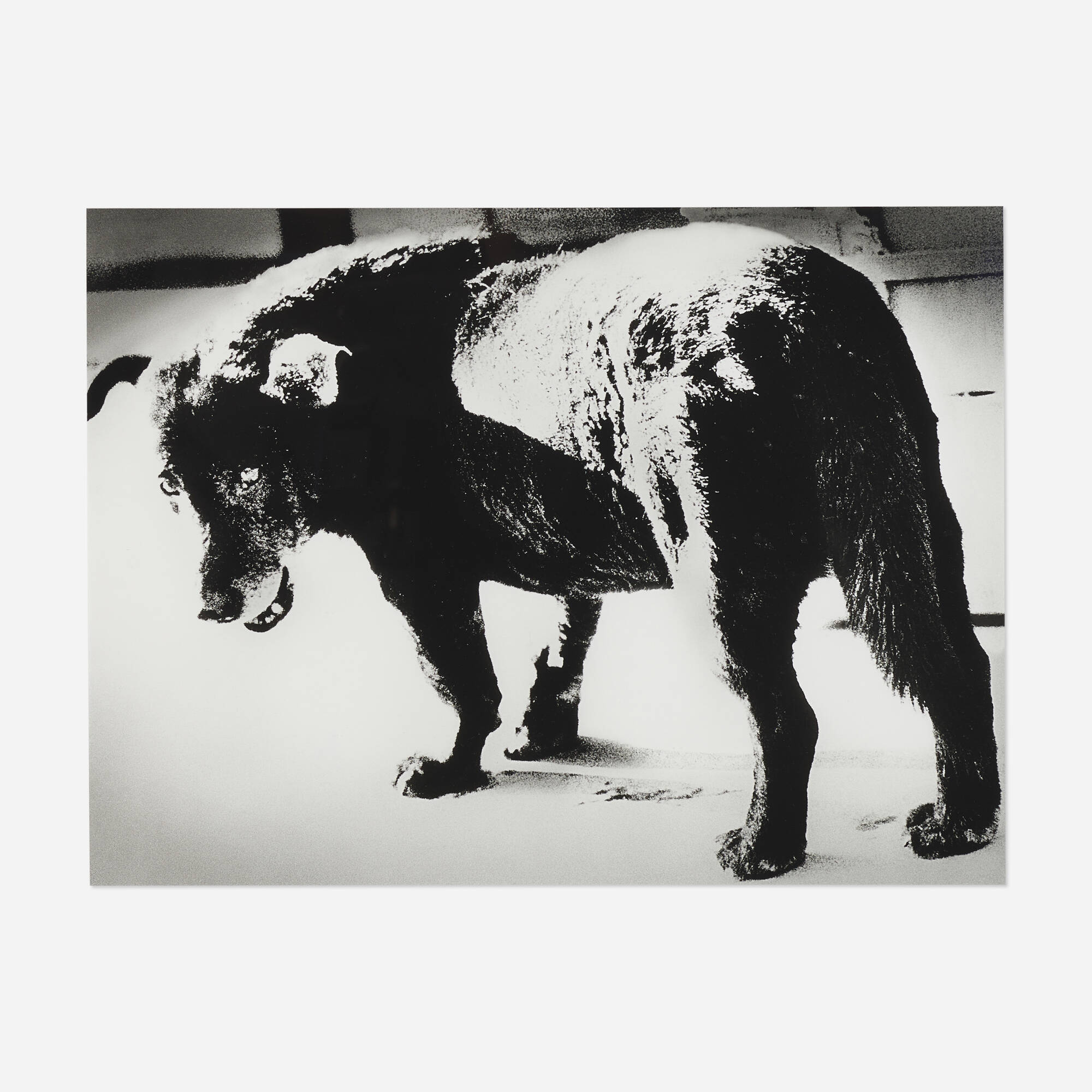 100: DAIDŌ MORIYAMA, Stray Dog, Misawa < Photographs, 1 December
