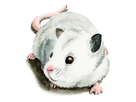 冷凍マウス・冷凍ラット販売｜内装リフォーム・水回りリフォーム・冷凍