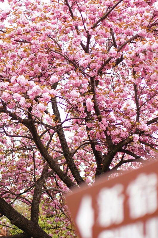 希少！兼六園菊桜を見てきました｜リベストスタッフブログ｜住まいの事