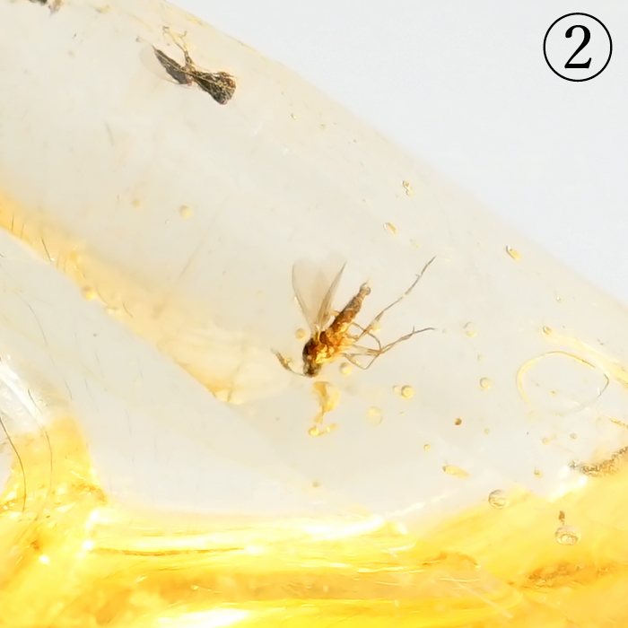 ヤングアンバー 化石 虫 コパルアンバー コーパル 樹脂 樹液 香