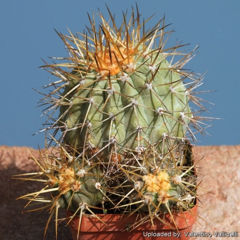 Copiapoa cinerea var. gigantea