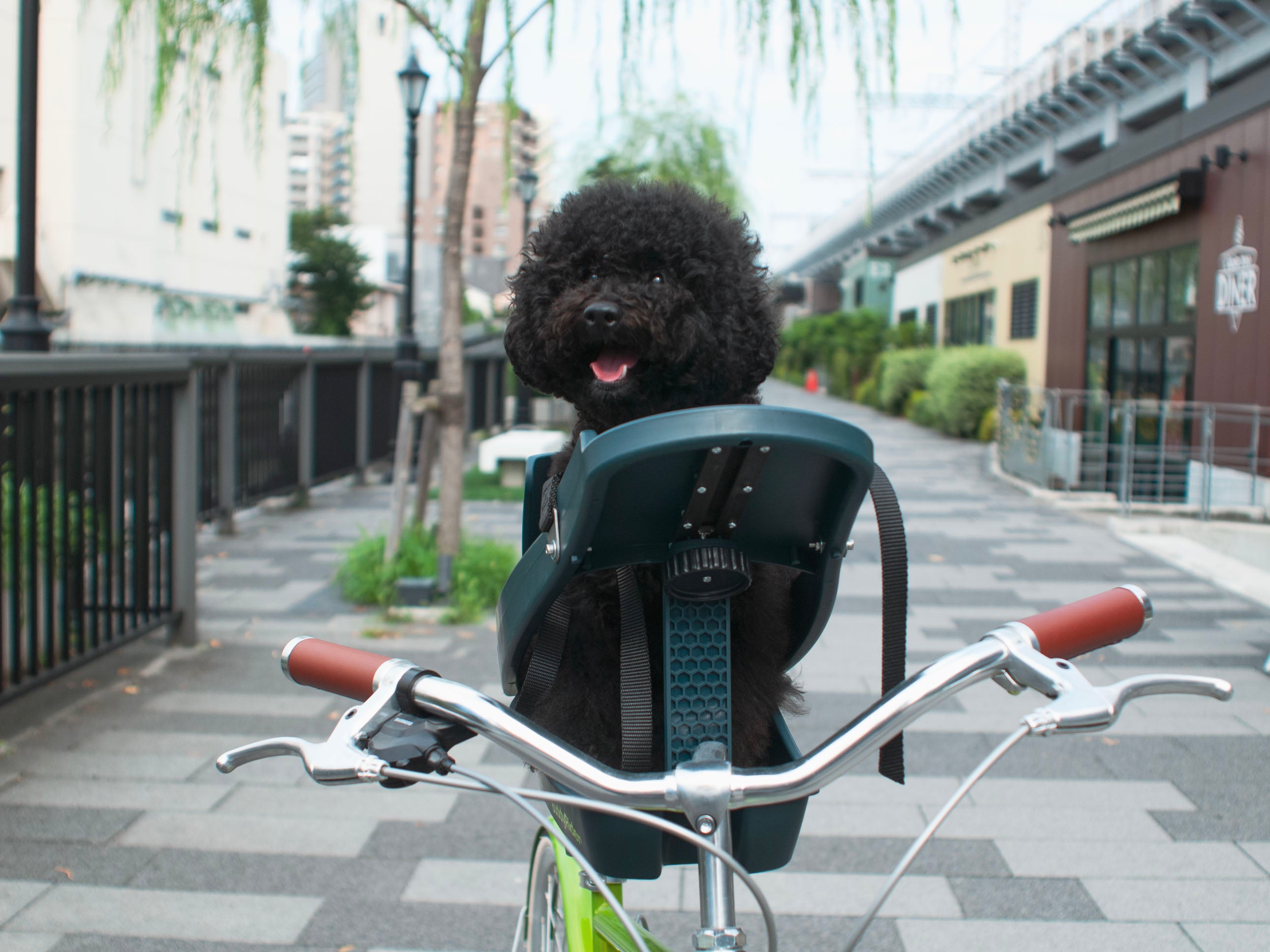 BUDDY RIDER START – LSB-TOKYO