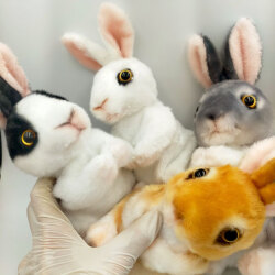 うさぎの出現～ スプリングラビット（ギミックバンダナセット