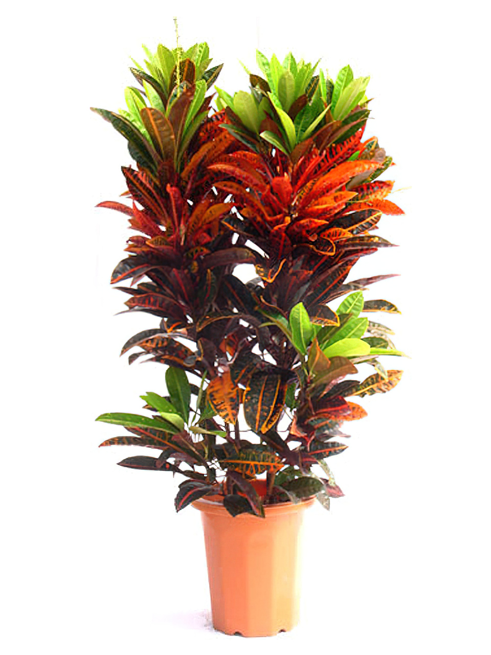 チャールトンウスバ原亜種 雌 phonto-4-940x529.jpeg