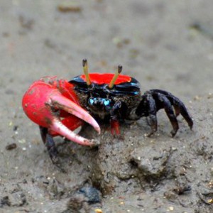 ベニシオマネキ | 漫湖水鳥・湿地センター