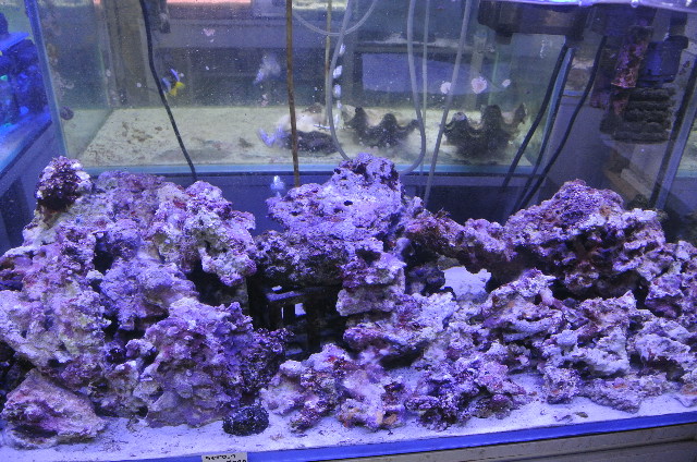 サイズいろいろ☆石灰海藻モリモリな形の良い厳選ライブロック！！