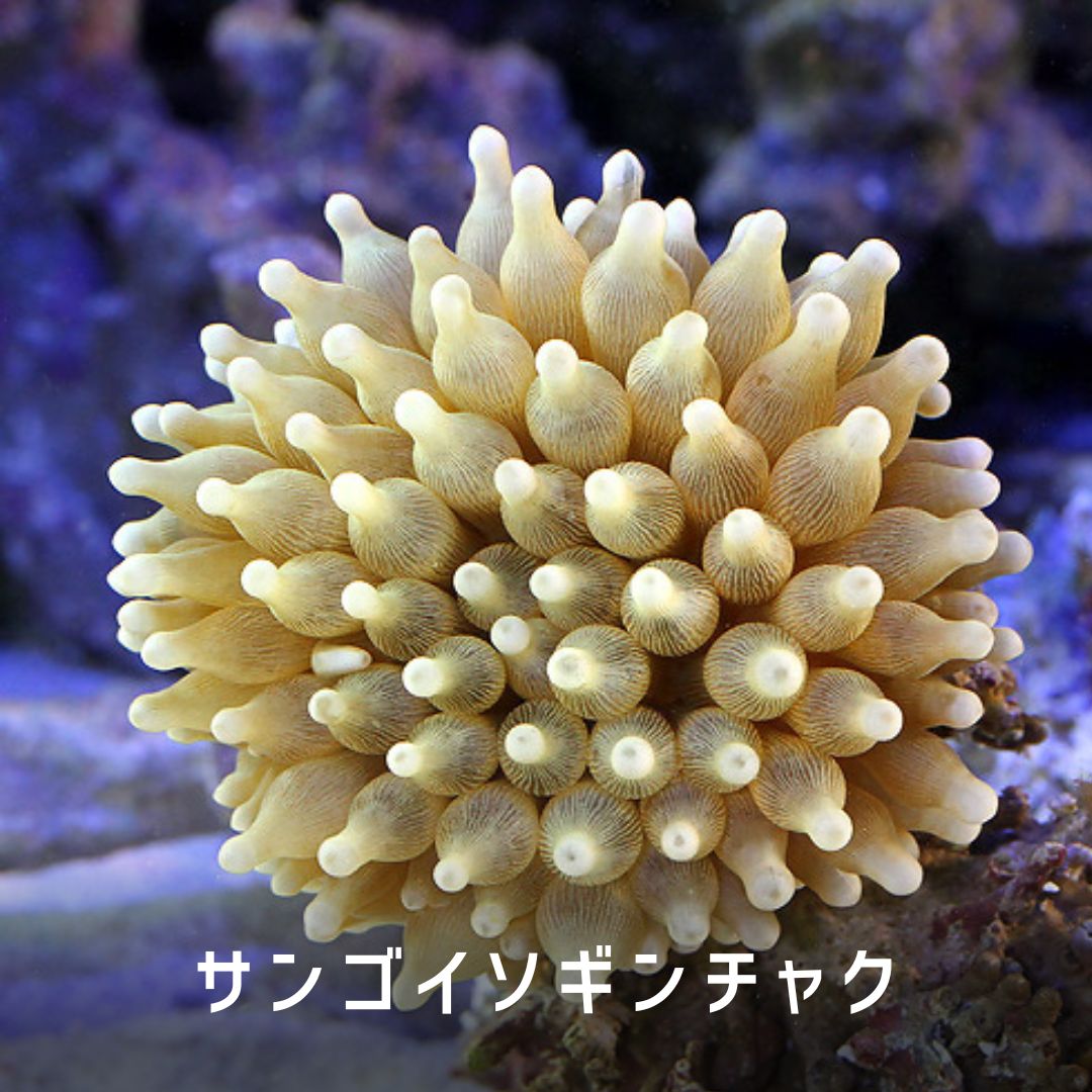 サンゴイソギンチャク (Bubble Rainbow) サンゴイソギンチャク - 海水魚・小型水槽・人工ライブロック通販