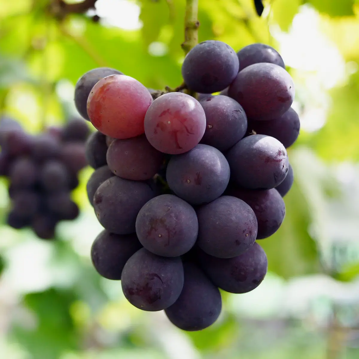果実の紹介｜間瀬農園｜ぶどう農園｜愛知県東浦町