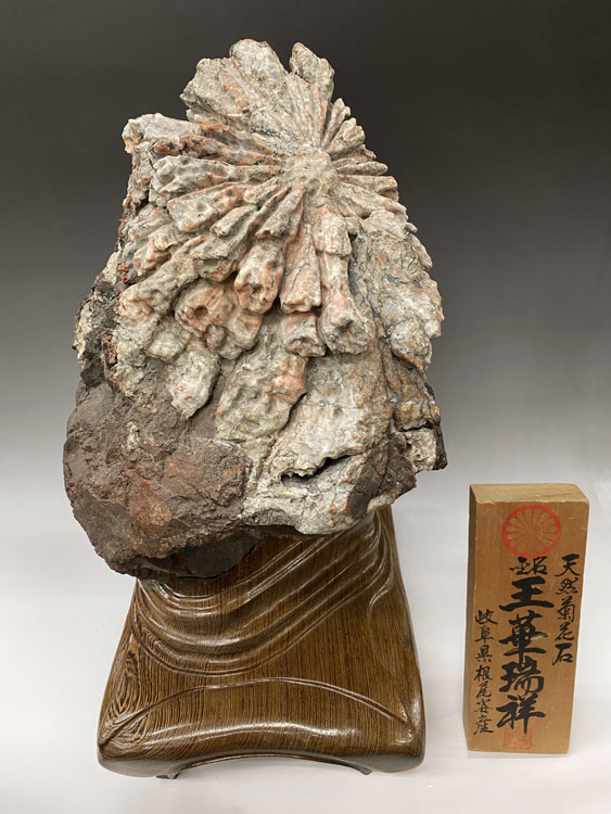 菊花石コレクション 桜資料館の菊花石