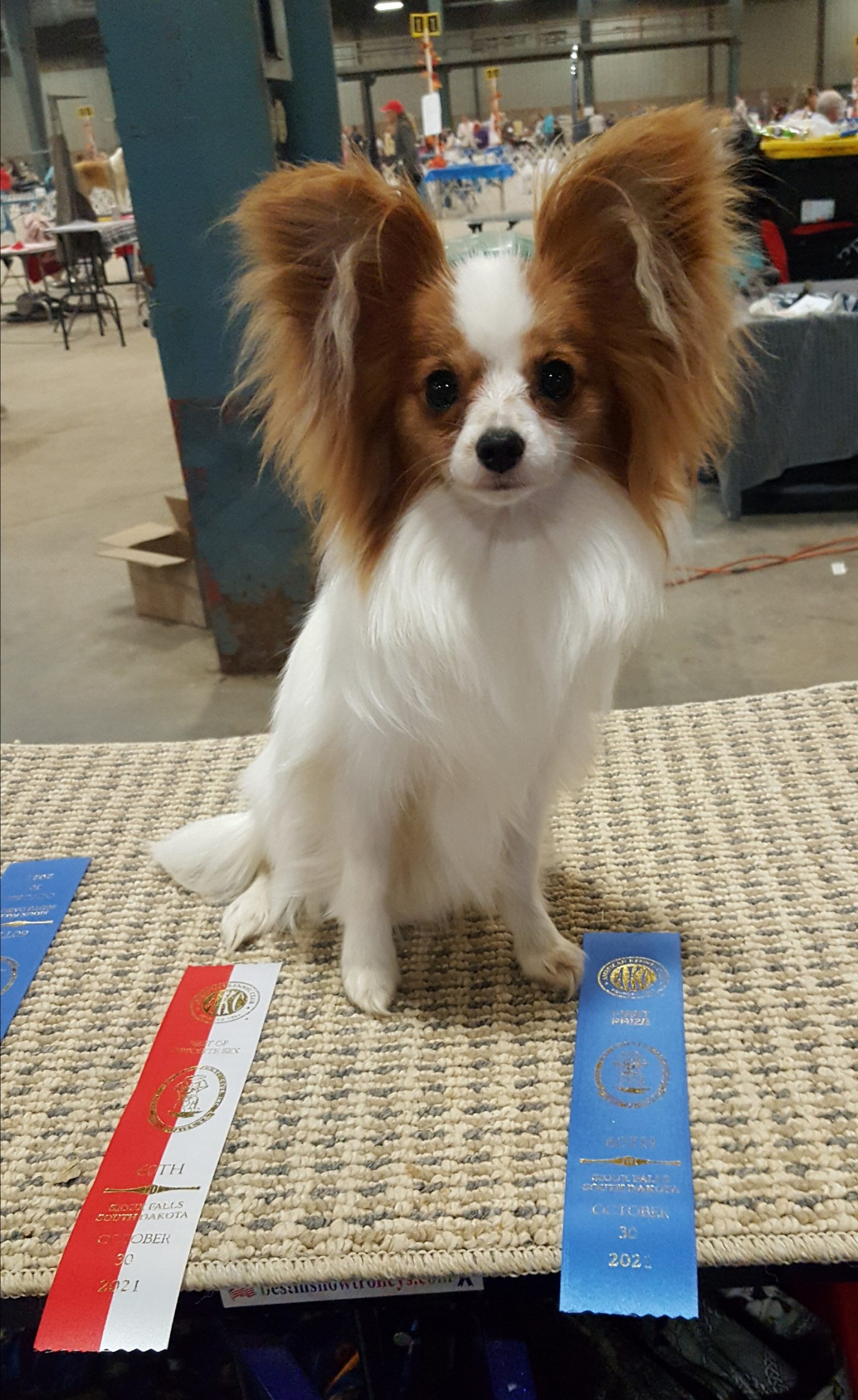 Sassy – MCK Papillons