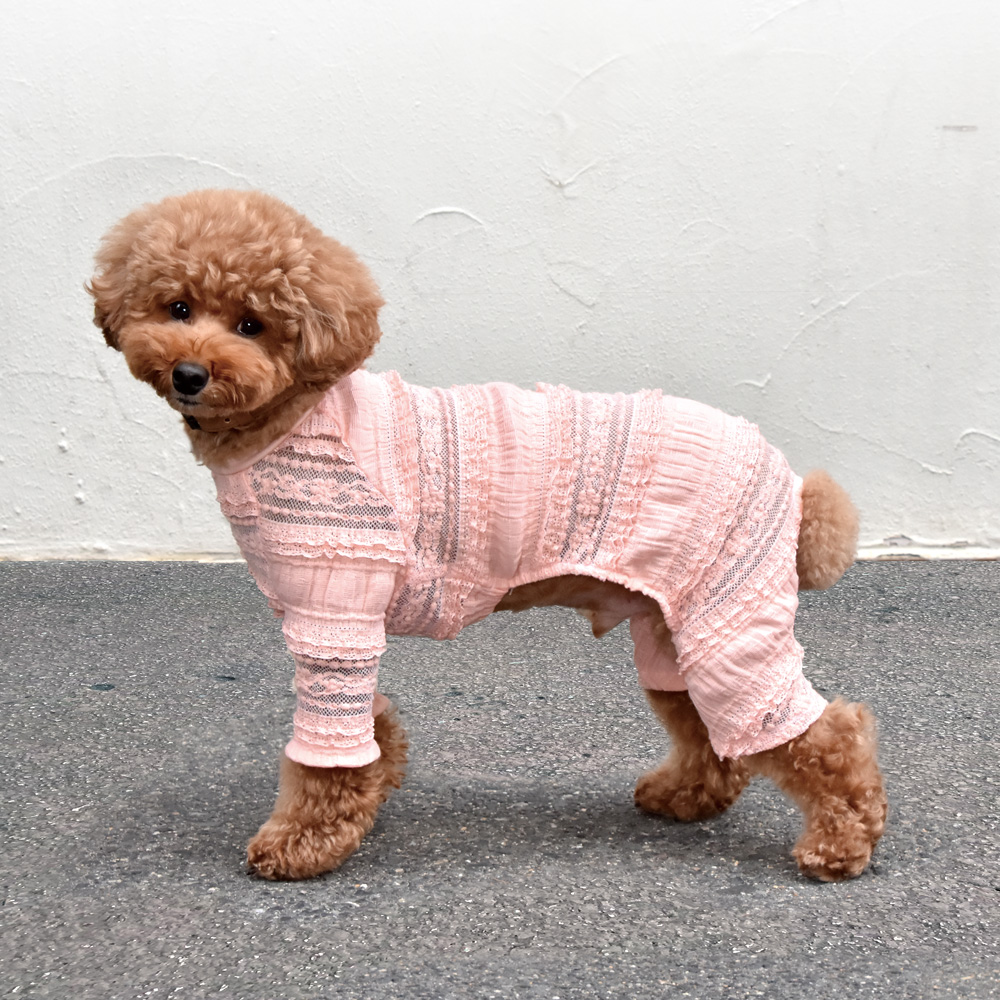 犬服 ラグラン(M) ꒡̈⃝Lily꒡̈⃝ハンドメイド 犬服 ラグラン(M