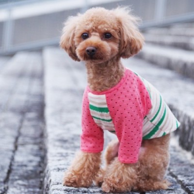 ベーシックラグランTシャツ｜犬服無料型紙・作り方通販 milla milla