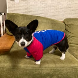 ベーシックラグランTシャツ｜犬服無料型紙・作り方通販 milla milla