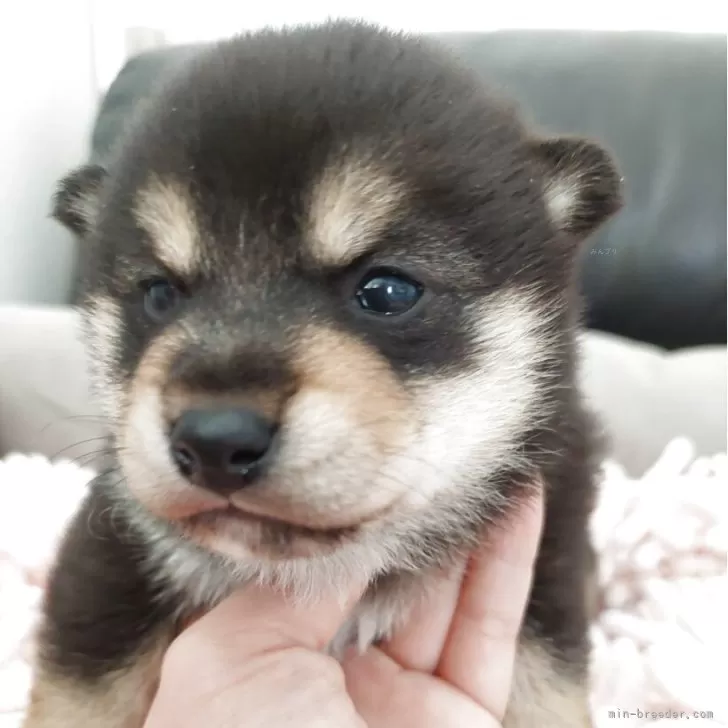 豆柴【高知県・女の子・2026年1月20日・黒色】ハニママっ子達