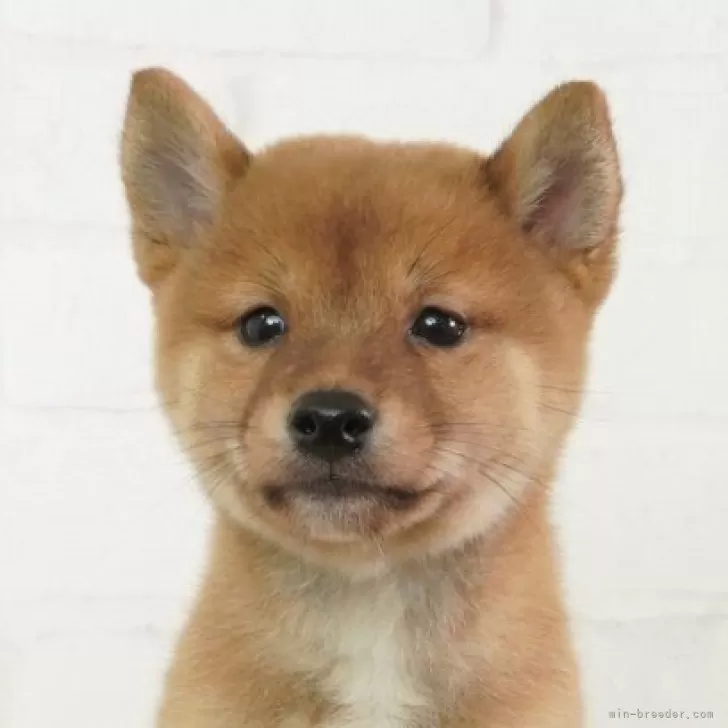 豆柴【大阪府・男の子・2025年5月1日・赤】日本で一番古い豆柴専門犬舎