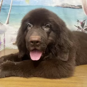 ニューファンドランド（親子）【犬】ユージン ニューファンドランド