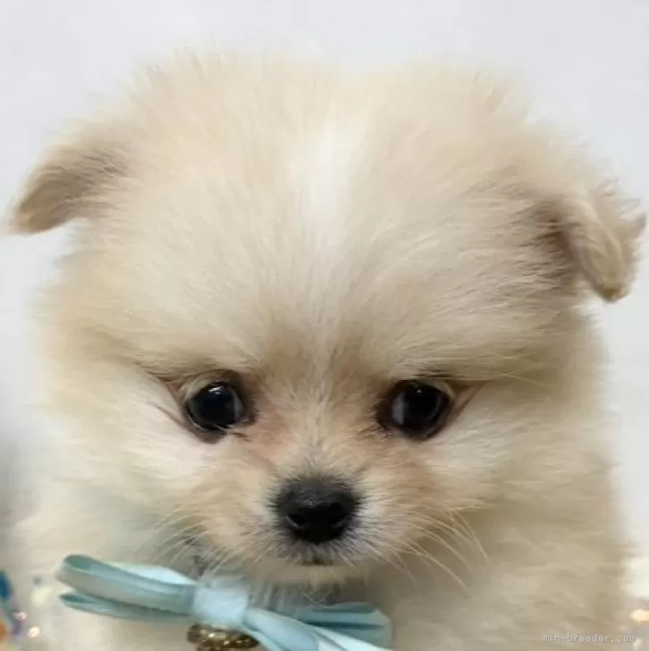 ポメチワ(チワワ×ポメラニアン)【岐阜県・女の子・2025年12月5日