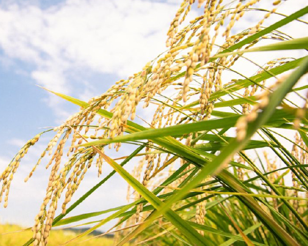 貴（たか） 特別純米 永山本家酒造場の正規販売店 地酒 山口
