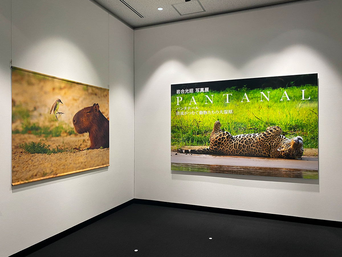 岩合光昭 クジラ 写真パネル シリアルナンバー入り 岩合光昭 クジラ