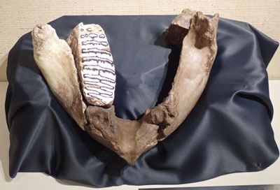 ナウマンゾウ 臼歯 化石 希少）マンモス ナウマンゾウ 歯化石 臼歯