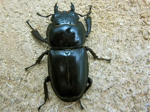 馬度産ヒラタ&オキナワヒラタ&ネブト 馬度産ヒラタ&オキナワヒラタ