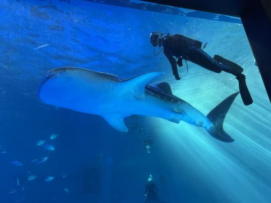 ジンベエザメがやってきた！！ | のとじま水族館