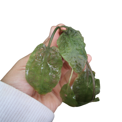 Cryptocoryne Cordata var. Grabowskii – Naturaqu