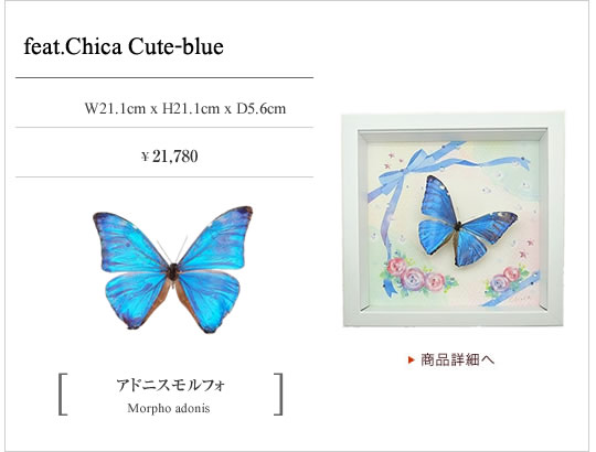 チョウとイラストの新しい形。collectionB feat.Chica , 蝶の標本 販売