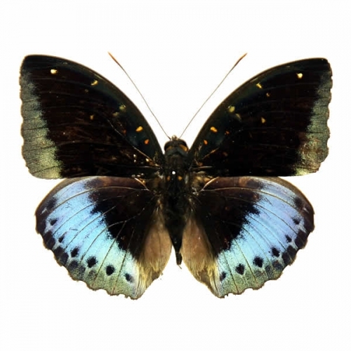 送料無料】ヘレナモルフォ , 蝶の標本 販売・通販のNatureShop