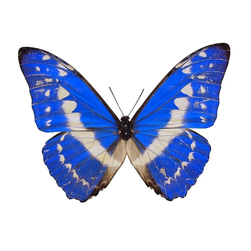 外国産蝶標本】シロモルフォ/メキシコ産/107.2mm 外国産蝶標本 アナキ