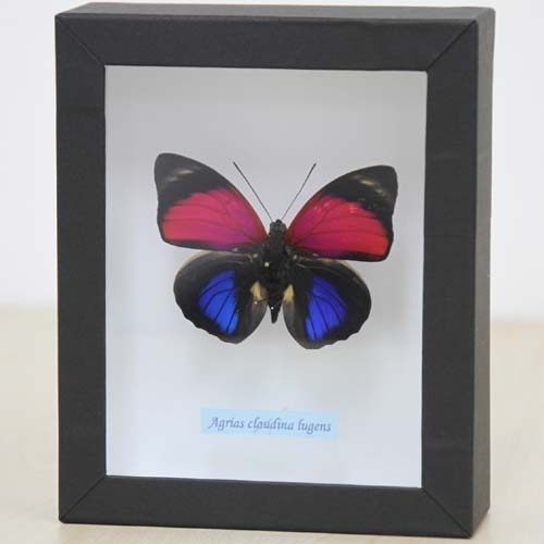 外国産蝶標本 ルーゲンスミイロタテハ A-♂ ペルー 産 外国産蝶