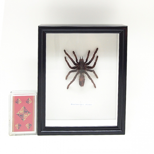タランチュラ , 昆虫標本 , 蝶の標本 販売・通販のNatureShop|モルフォ