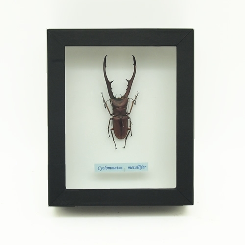 メタリフェルホンアカクワガタ , 蝶の標本 販売・通販のNatureShop