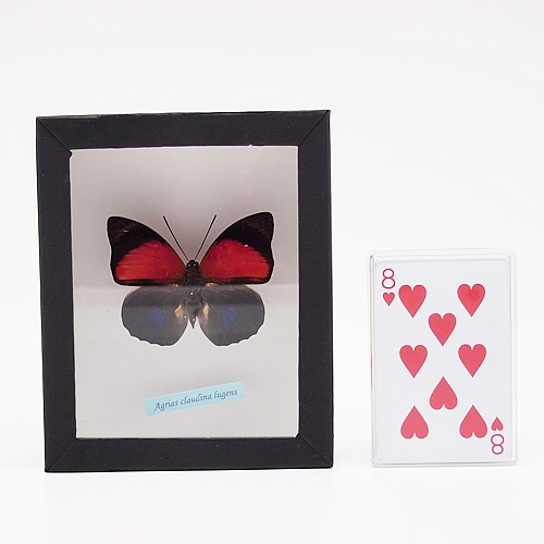 美品 ナルキッサスミイロタテハ A〜A-品 蝶標本 ブラジル オビドス 美