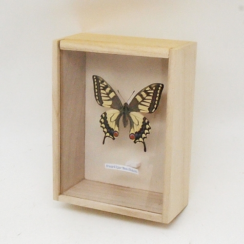 キアゲハ , アゲハ蝶科標本 , 蝶の標本 販売・通販のNatureShop