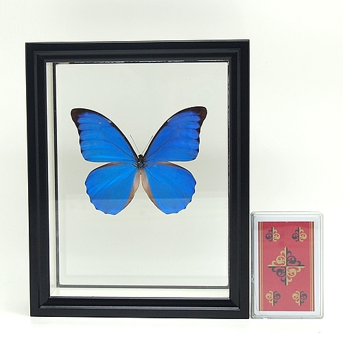 アナキシビアモルフォ , 蝶の標本 販売・通販のNatureShop|モルフォや
