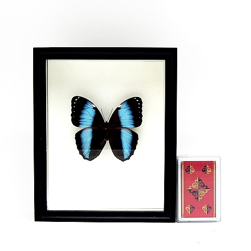 ヘレノールモルフォ , タグ「new」 , 蝶の標本 販売・通販のNatureShop