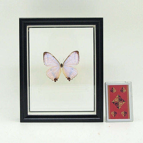 カキカモルフォ 標本 専門的な箱 pecimenbox5_08-640x640.png