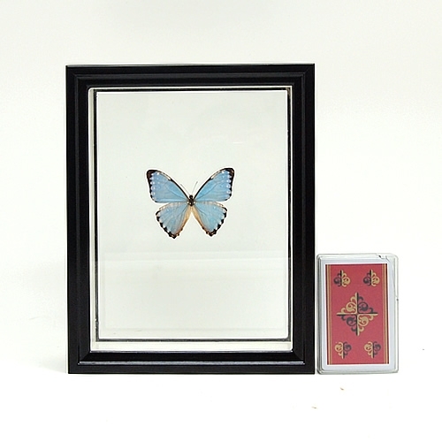 ポルティスモルフォ , タグ「モルフォ」 , 蝶の標本 販売・通販の