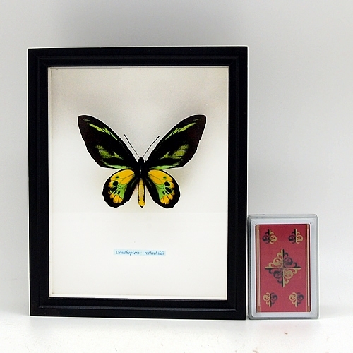 送料無料】ロスチャイルドトリバネアゲハ , 蝶の標本 販売・通販の